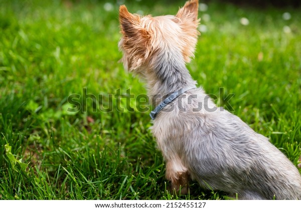 Anti tick and flea collar on cute little\
Yorkshire Terrier sitting in green\
grass