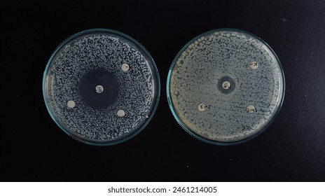 Antibacterial assay on the petridish with black background - Powered by Shutterstock