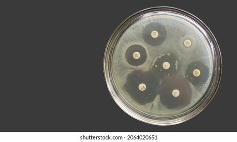 Antibiogram Multiple Drug Resistance Bacteria Antimicrobial Susceptibility Test