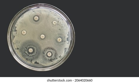 Antibiogram Multiple Drug Resistance Bacteria Antimicrobial Susceptibility Test