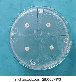 Antibiotic susceptibility disk diffusion test on an agar plate inside a petri dish, showing zone of inhibition for microbiology and medical research.