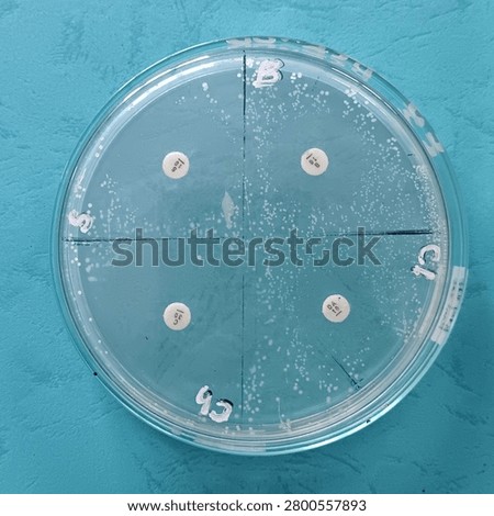 Antibiotic susceptibility disk diffusion test on an agar plate inside a petri dish, showing zone of inhibition for microbiology and medical research.