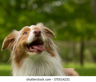 The Anticipation Of A Beautiful Dog Looking Up