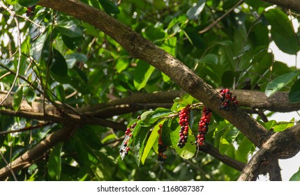 Antidesma thwaitesianum ripe red fruit on tree in the garden. - Shutterstock ID 1168087387