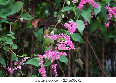 Antigonon leptopus, coral vine, queens wreath in the garden. Pink flower and clambering vine. Bunga air mata pengantin - Shutterstock ID 2245636391