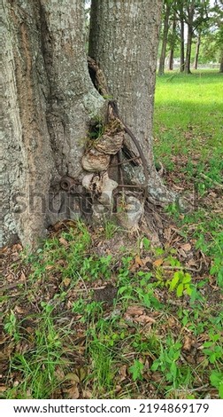 Antigue Wagon wheel inside tree