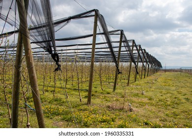 Anti-hail net for apple tree plantation with Golden Delicious apple trees