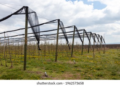 Anti-hail net for apple tree plantation with Golden Delicious apple trees