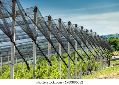 anti-hail net on blueberry plantation 