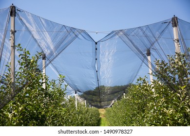 anti-hail net protection for fruit