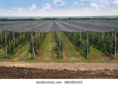 Anti-hail net protection for fruit. Apple orchard in Europe