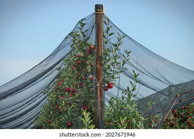 Anti-hail net protection for fruit. Apple orchard in Italy