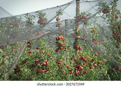 Anti-hail net protection for fruit. Apple orchard in Italy