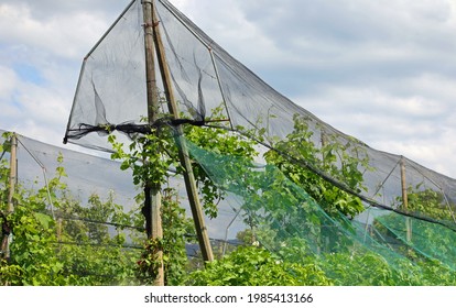 anti-hail nets for the protection of the orchard and plants