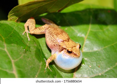 Antillean Coqui Frog Night Concert