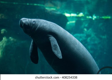 Antillean Manatee (Trichechus Manatus Manatus). Wild Life Animal. 