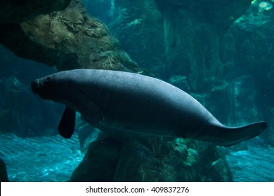 Antillean Manatee (Trichechus Manatus Manatus). Wild Life Animal. 