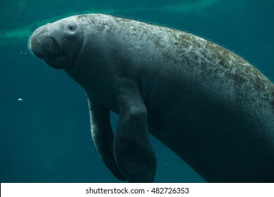 Antillean Manatee (Trichechus Manatus Manatus). Wildlife Animal. 