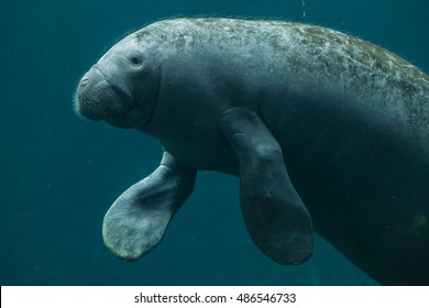 Antillean Manatee (Trichechus Manatus Manatus). Wildlife Animal. 