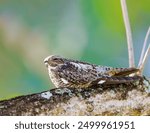 Antillean Nighthawk sleeping on a tree in The Bahamas