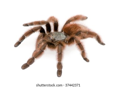 24 Avicularia_metallica Images, Stock Photos & Vectors | Shutterstock