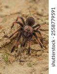 The Antilles pinktoe tarantula (Caribena versicolor), also known as the Martinique red tree spider or the Martinique pinktoe is popular as a spider pet because of its docile character and unique color