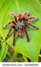 The Antilles pinktoe tarantula (Caribena versicolor), also known as the Martinique red tree spider or the Martinique pinktoe is popular as a spider pet because of its docile character and unique color