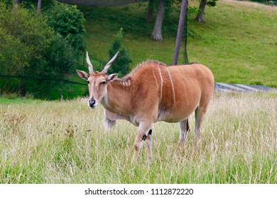 Antilope At Longleat Safari Park