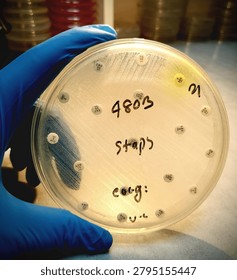 Antimicrobial susceptibility by diffusion test ; the microbiologist observed that all antibiotics are resistant to bacteria of Staph. species.