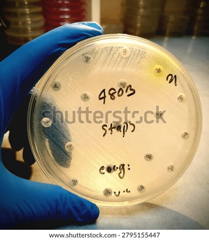 Antimicrobial susceptibility by diffusion test ; the microbiologist observed that all antibiotics are resistant to bacteria of Staph. species.