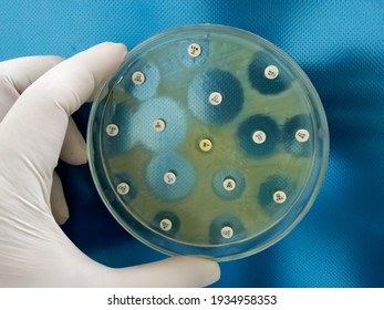 Antimicrobial susceptibility, sensitivity testing in petri dish - Shutterstock ID 1934958353