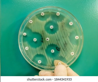 Antimicrobial susceptibility testing in culture plate. Drug sensitivity test, disk drug, antibiotic sensitivity. - Shutterstock ID 1844341933
