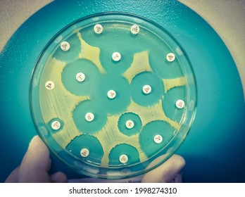Antimicrobial susceptibility testing in culture plate. Drug sensitivity test, disk drug, antibiotic sensitivity. All basic usable antibiotic are sensitive eccept Ceftazidime. - Shutterstock ID 1998274310