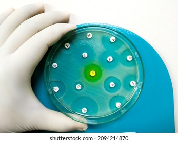 Antimicrobial Susceptibility Testing In Culture Plate. Drug Sensitivity Test, Disk Drug, Antibiotic Sensitivity