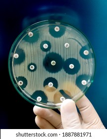 Antimicrobial Susceptibility Testing In Petri Dish. Antibiotic Resistance Of Bacteria