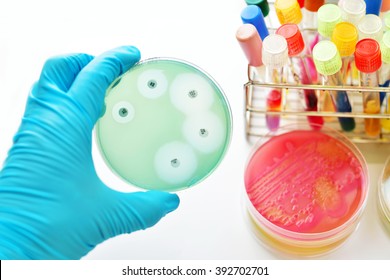 Antimicrobial Susceptibility Testing In Petri Dish