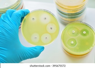 Antimicrobial Susceptibility Testing In Petri Dish
