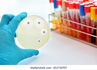 Antimicrobial Susceptibility Testing Petri Dish Stock Photo 651710707 ...