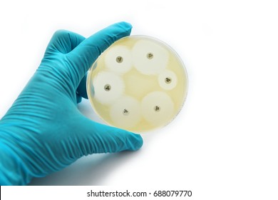 Antimicrobial susceptibility testing in petri dish - Shutterstock ID 688079770