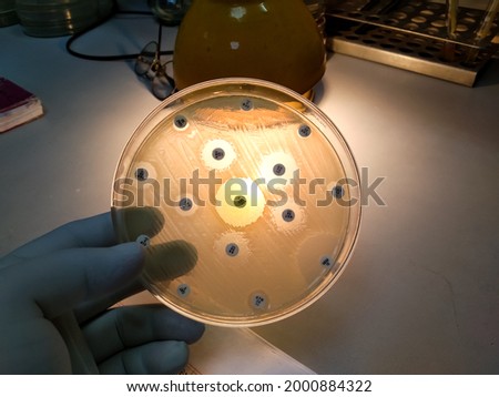 Antimicrobial susceptibility testing in petri dish. Antibiotic resistance of bacteria