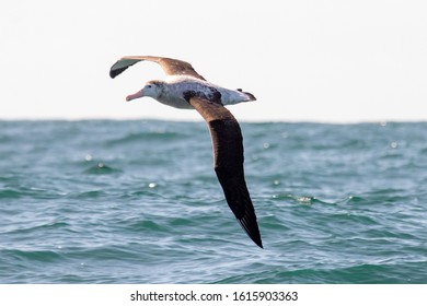 Antipodean Albatross In New Zealand