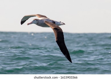 Antipodean Albatross In New Zealand