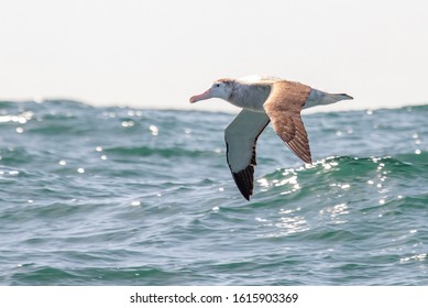 Antipodean Albatross In New Zealand