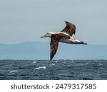 Antipodean Wandering Albatross in Australian Waters