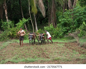 Antiquated Method Of Ploughing With The Help Of Cattle At Village Kudal District Sindhudurga State Maharashtra India 06 18 2022