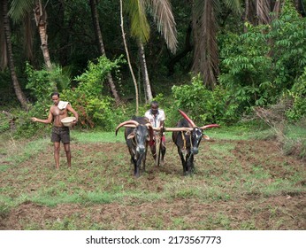 Antiquated Method Of Ploughing With The Help Of Cattle At Village Kudal District Sindhudurga State Maharashtra India 06 18 2022