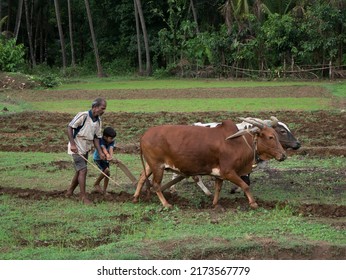 Antiquated Method Of Ploughing With The Help Of Cattle At Village Kudal District Sindhudurga State Maharashtra India 06 17 2022