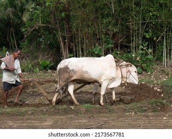 Antiquated Method Of Ploughing With The Help Of Cattle At Village Kudal District Sindhudurga State Maharashtra India 06 18 2022