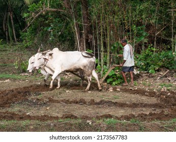 Antiquated Method Of Ploughing With The Help Of Cattle At Village Kudal District Sindhudurga State Maharashtra India 06 18 2022