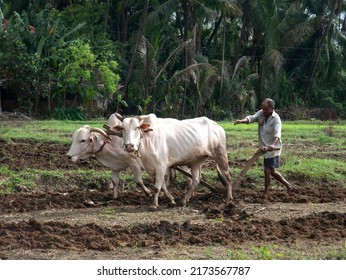 Antiquated Method Of Ploughing With The Help Of Cattle At Village Kudal District Sindhudurga State Maharashtra India 06 18 2022